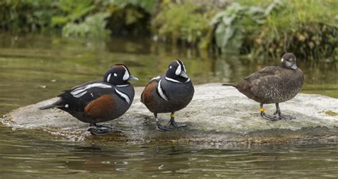 Migratory Bird Rescue - Alaska Wildlife Rescue