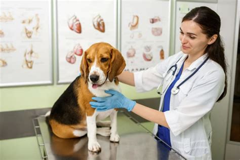 Hookworm in Dogs: Signs, Treatment, & Prevention | Charlotte Vet