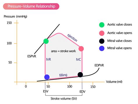 Ventricular Pressure-Volume Relationship: Preload, Afterload, Stroke Volume, Wall Stress & Frank ...