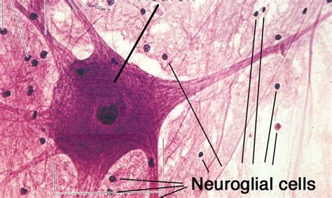 Structure and types of neuron (The nervous tissue) - Online Science Notes