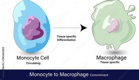 vector of differentiation of monocyte to macrophage cell which is a phagocytic cell involved in ...