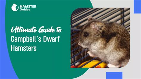 Campbell's Dwarf Hamsters: Everything You Need To Know