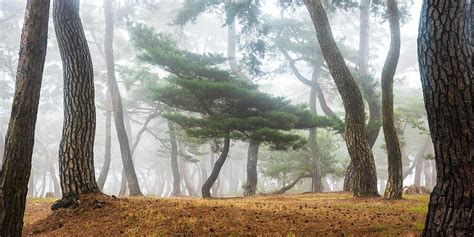 In The Misty Pine Forest Photograph by Jaeyoun Ryu | Pixels