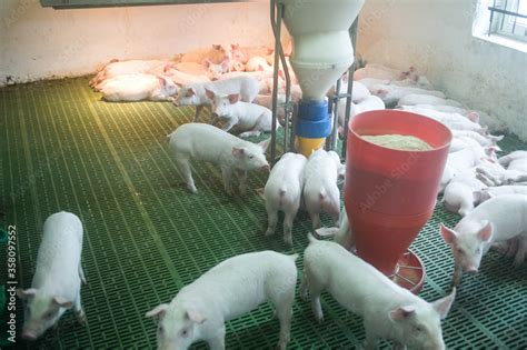 Pig farming is the raising and breeding of domestic pigs as livestock ...