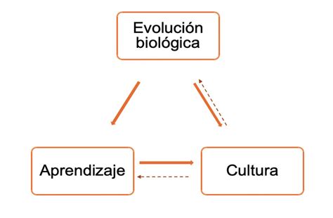 ¿Influyeron la cultura y el aprendizaje en la evolución humana? - RDU UNAM