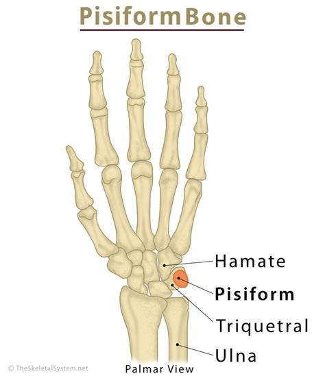 Pisiform Bone Definition, Location, Anatomy, Functions, & Diagram