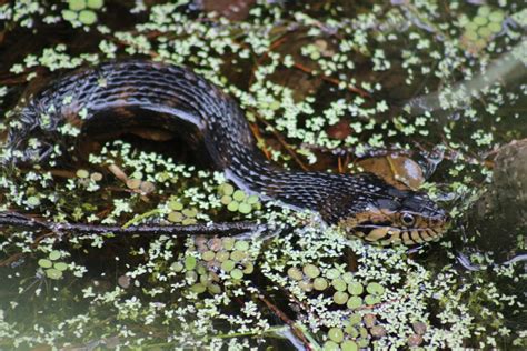 Southern Watersnake – Florida Snake ID Guide