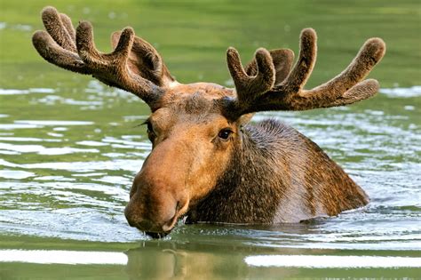 Moose - Wild Animals News & Facts