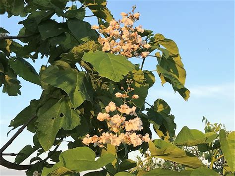 Catalpa speciosa - Spring Grove Nursery