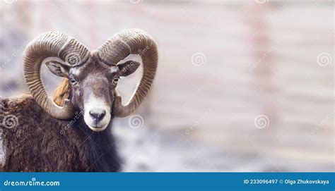 Portrait of a Ram. Animal with Horns Stock Image - Image of head, rocky ...