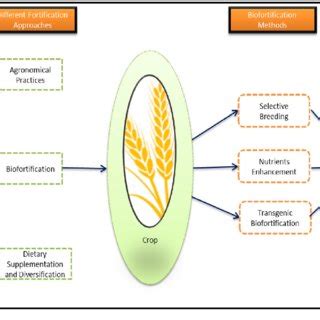 Systematic representation of different fortification approaches to... | Download Scientific Diagram