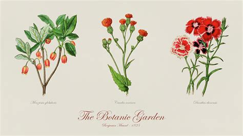 19th Century botanical illustrations of flowers from The Botanic Garden by Benjamin Maund ...