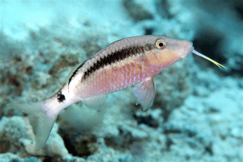 Assorted Goatfish For Sale (Parupeneus sp.). TOP Care facts. Reefs4Less.com