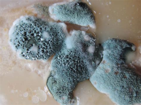 Unhealthy Nuisance: Mold in Your Home | Bio Recovery