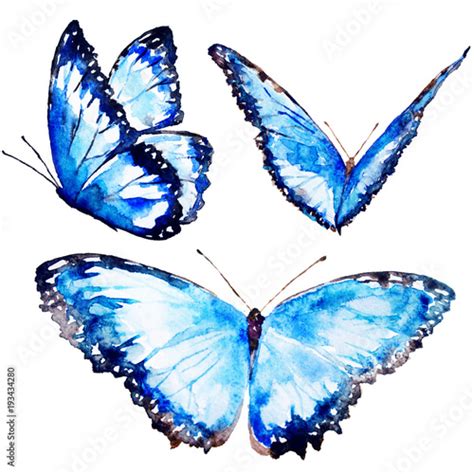 beautiful blue butterfly,watercolor,isolated on a white Stock Photo ...