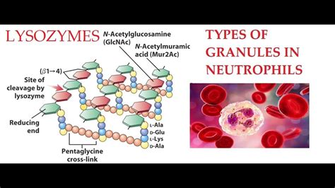 L27: Function of Lysozymes (Granules in Neutrophils) - YouTube