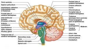 Diencephalon function, Thalamus, Metathalamus, Hypothalamus, Epithalamus & Subthalamus | Science ...