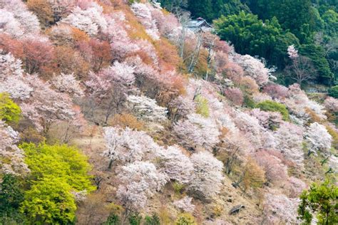 Cherry Blossoms at Nakasenbon Area in Mount Yoshino, Nara, Japan. Mt Yoshino is Part of UNESCO ...