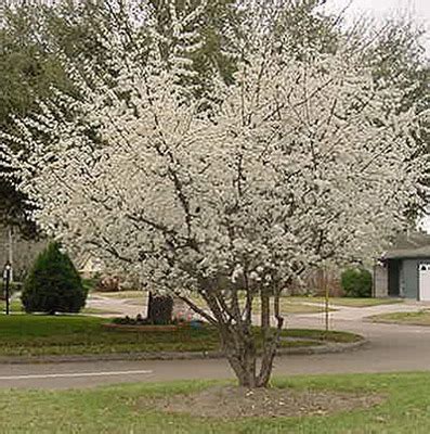 Mexican Plum (Prunus mexicana) - Knowledge Base LookSeek.com