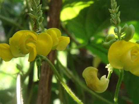 100 Dolichos Biflorus Seeds Pea Vine Seeds for Germination | Etsy