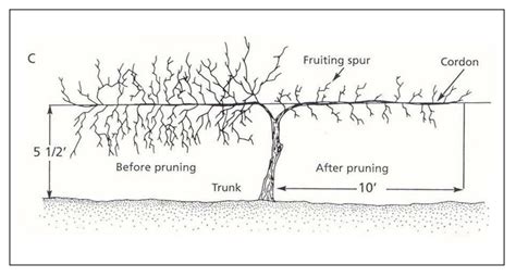 Muscadine Pruning Diagram