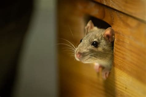 5 Best Tips to Rodent-Proof Your House for Spring