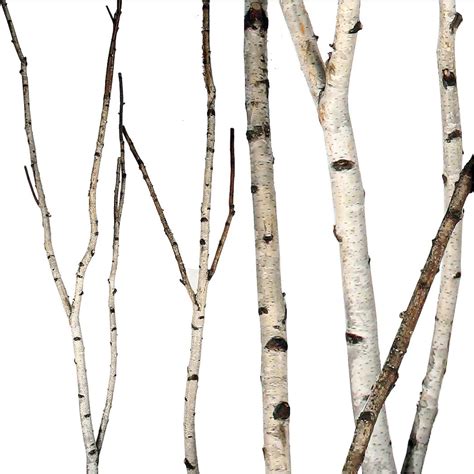 Birch Branches Hobby Lobby – AdinaPorter