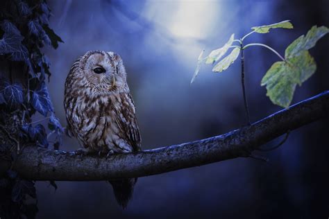 Tawny Owl in Moonlight - HD Wallpaper by Anneliese Photography Heidi Spiegler