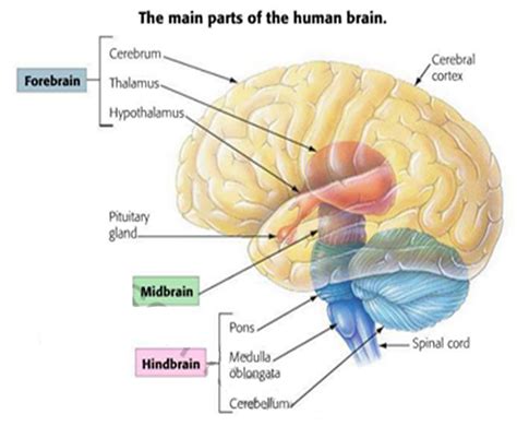 Brain And Nervous System Pictures 2904 | The Best Porn Website