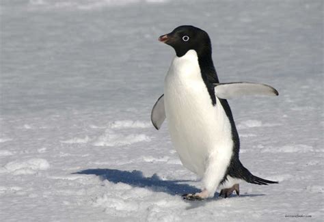 World penguin day and the march of the Adelie penguins | Royal Society of Biology blog