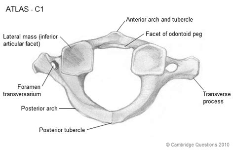 C1 Vertebra – Atlas and Accompanying Structures – The Art Of Medicine ...