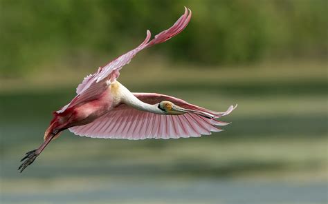 Download Animal Bird HD Wallpaper