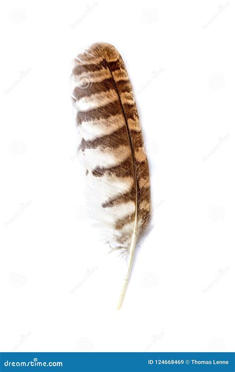 Brown owl feather stock image. Image of macro, object - 124668469