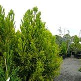 Cryptomeria japonica 'Sekkan' | Cryptomeria japonica 'Sekkan-Sugi ...