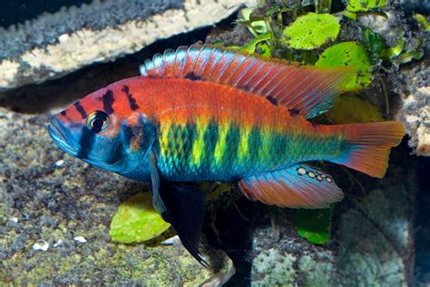 How To Breed Convict Cichlids | African cichlid aquarium, African ...