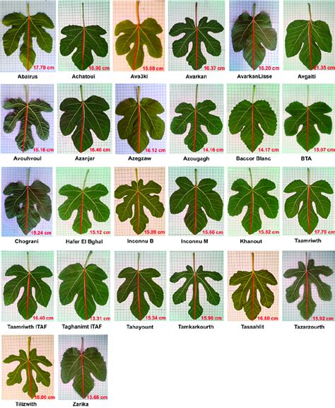 Typical leaves of each of the 26 fig tree accessions studied (Ficus ...