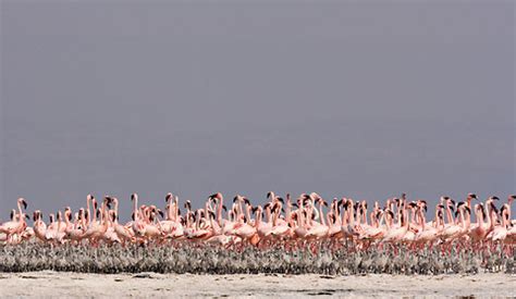 Flamingo lake natron - intellimine