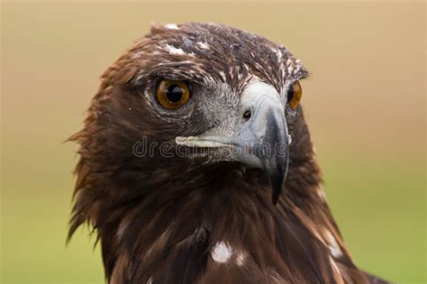 Golden Eagle face stock photo. Image of wild, brown, closeup - 8175624