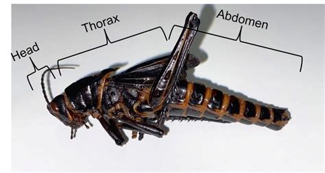 Insect Anatomy – The Basics – UNBC BIOL 322, Entomology