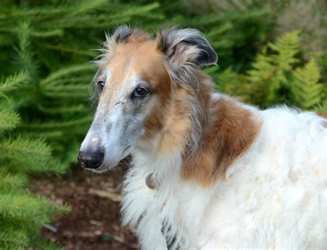 Borzoi (Russian Wolfhound) Breed Information and Photos | ThriftyFun