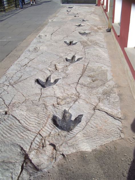 File:Reproduction of Dinosaur Footprints in Science Museum in Logroño ...