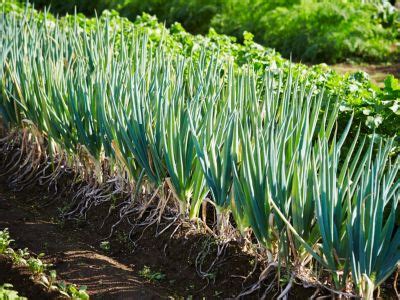 Scallion Plants: How To Grow Scallions