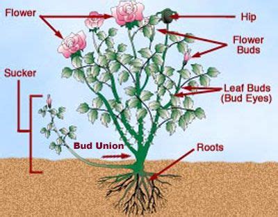 HOW TO PRUNE A ROSE BUSH: 1. Wait Until Your Roses Are Dormant - - | Pruning roses, Lawn and ...