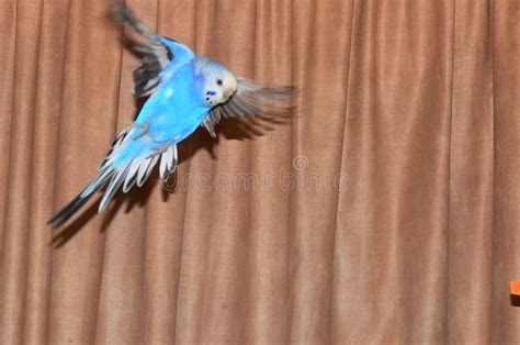 Blue budgie stock image. Image of blue, feather, studio - 19533401