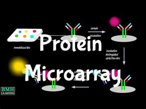 Protein Microarray | Protein Arrays | Protein Biochips | - YouTube