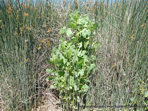 Prickly Lettuce Identification