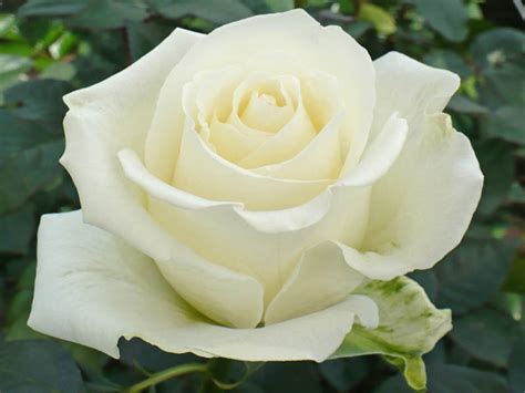 Image Gallery imagenes de rosas blancas