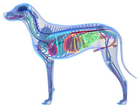 Anatomía del perro - Externa e Interna (con FOTOS)