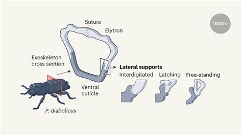 Diabolical ironclad beetles inspire tougher joints for engineering ...