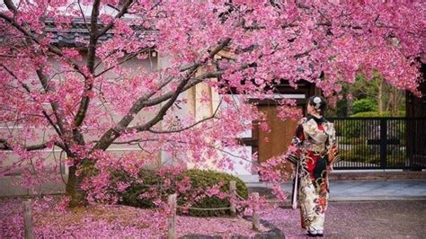 Sakura: Japan meaning, Myths, Culture and Celebrations